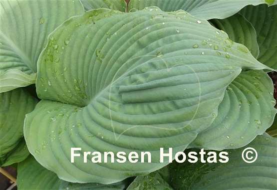 Hosta Delirium